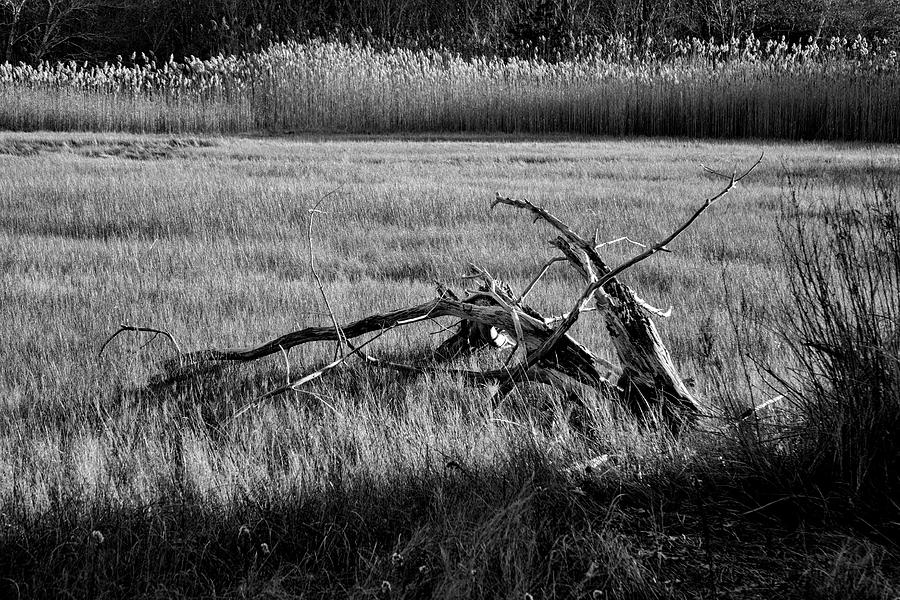 A Memory by Frank Winters A Memory by Frank Winters