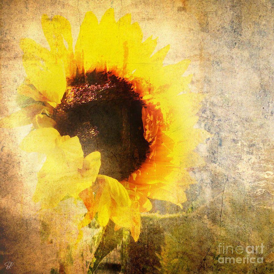 A Memory of Summer Photograph by LemonArt Photography