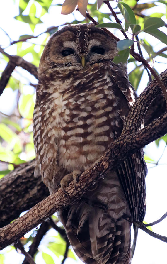 Wildlife Photograph - A Mexican Spotted Owl on its Roost by Derrick Neill