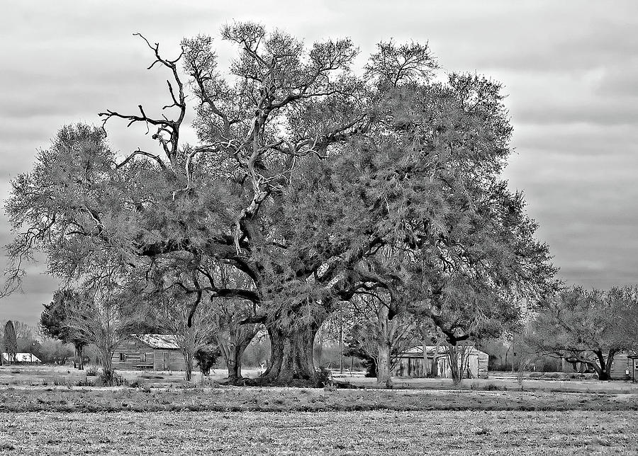 A Mighty Oak bw Photograph by Steve Harrington