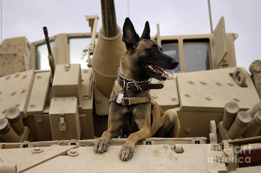 Dog Photograph - A Military Working Dog Sits On A U.s by Stocktrek Images