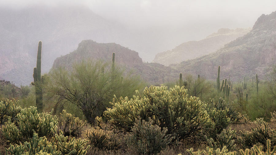 A Misty Morning in the Desert  Photograph by Saija Lehtonen
