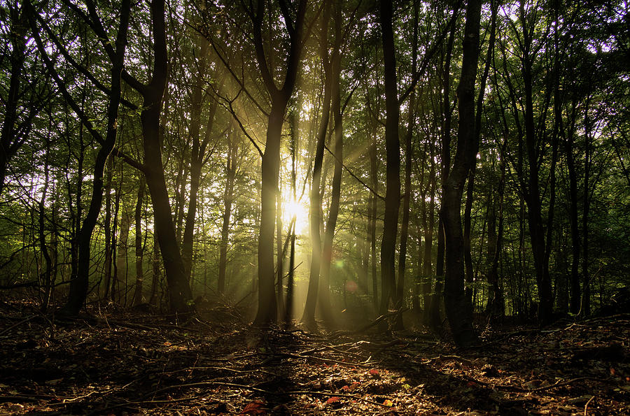A Misty Morning in the Rabbit Forest by Bo Nielsen A Misty Morning in the Rabbit Forest by Bo Nielsen