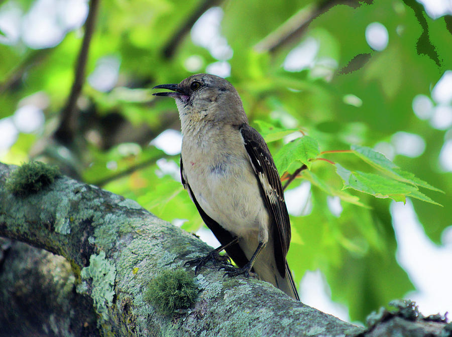 Males Photograph - A Mockingbird Song by M Three Photos