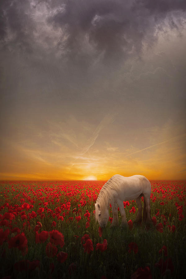 Horse Digital Art - A Moment in the Poppy Field by Jennifer Woodward