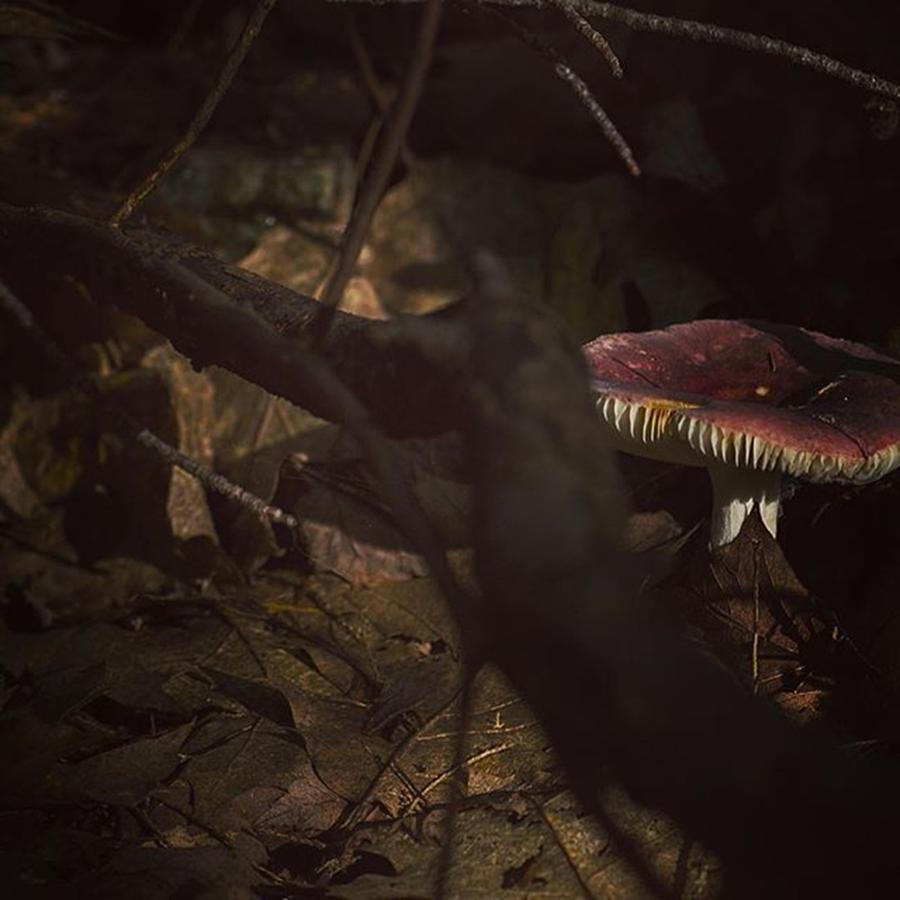 Mushroom Photograph - A Moment In The Spotlight by Todd Lutz