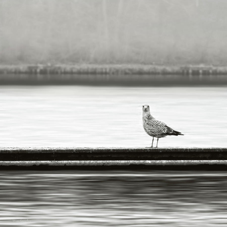 Seagull Photograph - A Moment in Time by Wim Lanclus