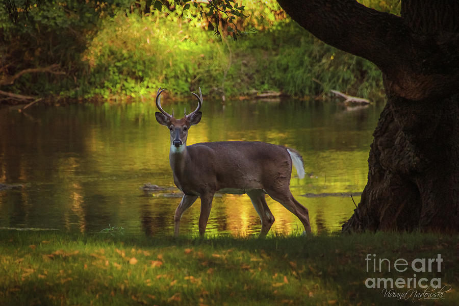 Deer Photograph - A Moment of Pure Luck by Viviana Nadowski
