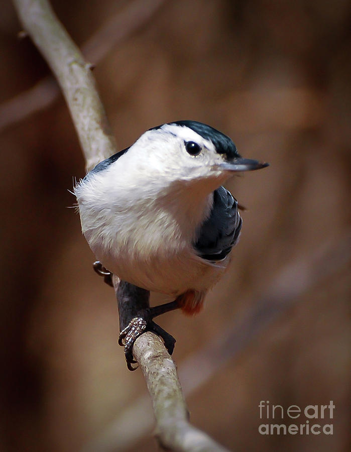 A Moments Peace - White-breasted Nuthatch Photograph by Kerri Farley