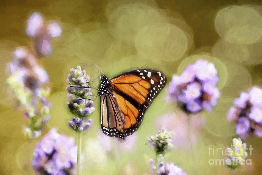 A Monarch and her Lavender Photograph by Darren Fisher