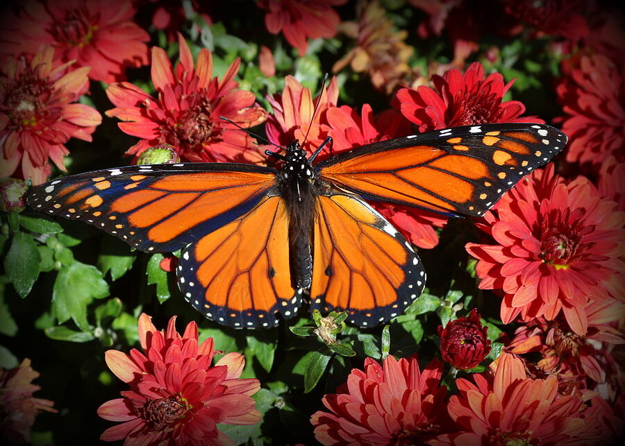 A Monarch In The Garden Photograph by Dora Sofia Caputo