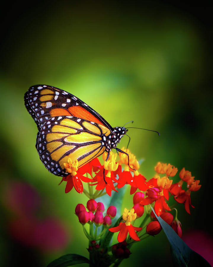 A Monarch in the Garden Photograph by Mark Andrew Thomas