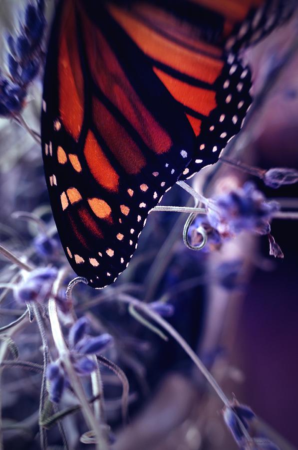 A Monarchs Song... Photograph by Arthur Miller