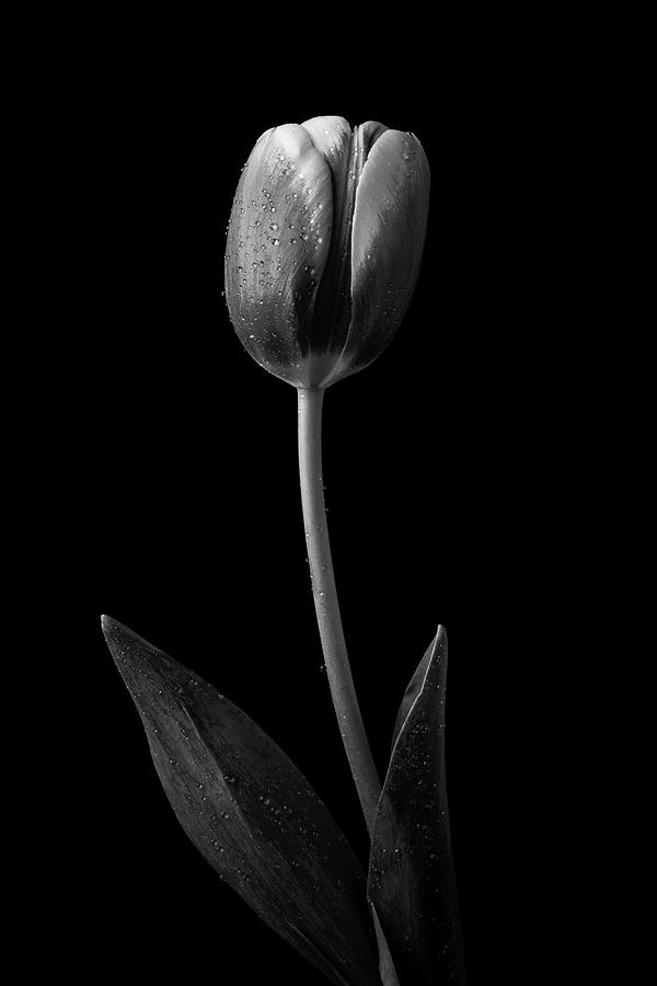 A Moody Black And White Tulip Photograph by Garry Gay