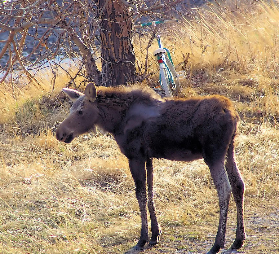 A Moose In Early Spring Photograph by Jeff Swan - Fine Art America