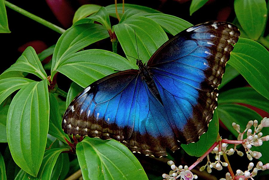 A Morpho Butterfly Photograph by Karen McKenzie McAdoo
