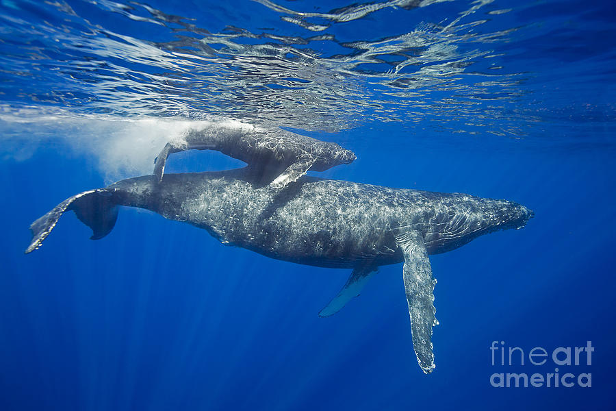 A Mother And Calf Pair Of Humpback Photograph by Dave Fleetham