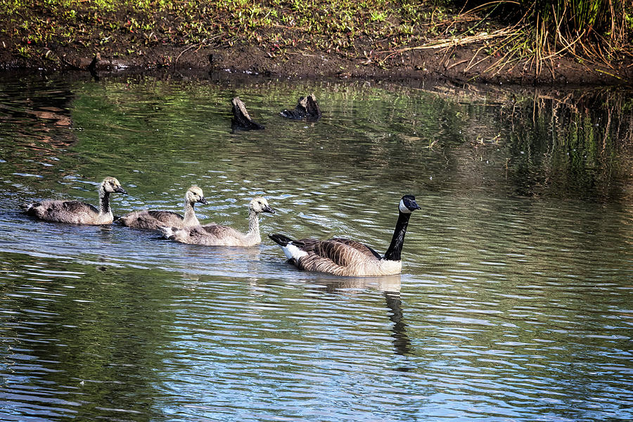 A Mother and Her Three Goslings Photograph by Belinda Greb