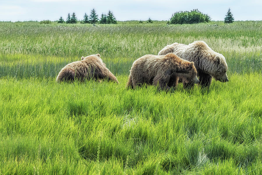 A Mother and Her Two Cubs, No. 2 Photograph by Belinda Greb