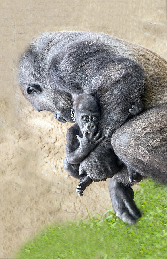 A Mothers Embrace Photograph by William Bitman