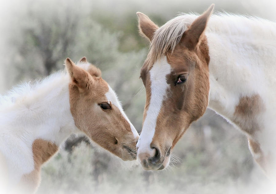 Horse Photograph - A Mothers Love by Athena Mckinzie