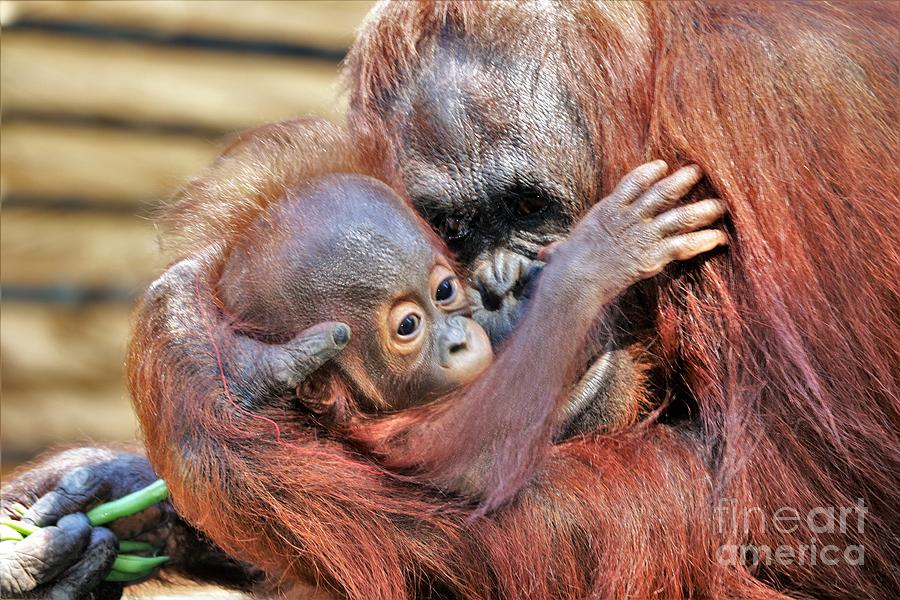 A Mothers Love - Orangutan Love Photograph by Diann Fisher