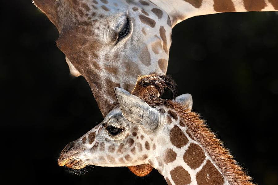 A Mother Giragges Love Photograph by Ken Barrett