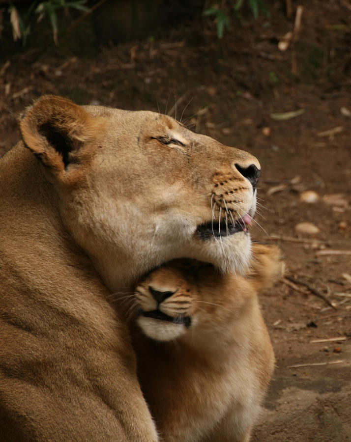 A Mothers Love Photograph by Laurie Lago Rispoli