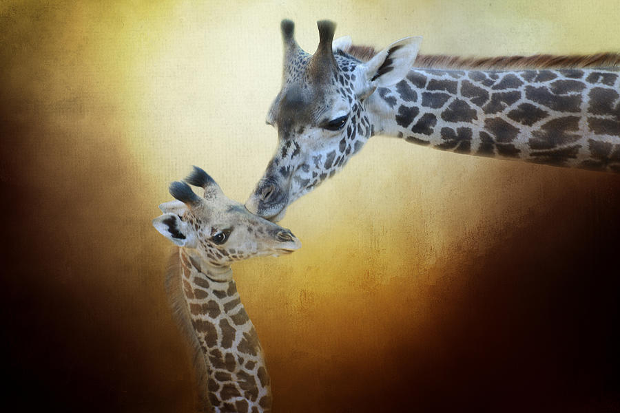 Giraffe Photograph - A Mothers Love by Lynn Bauer