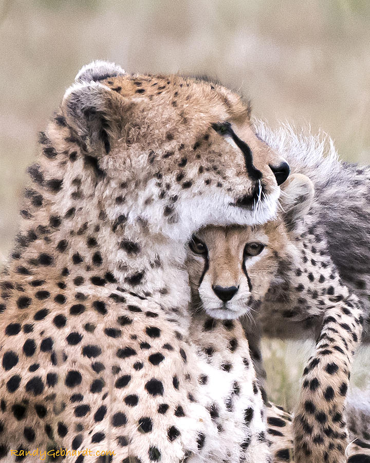 A Mothers Love Photograph by Randy Gebhardt
