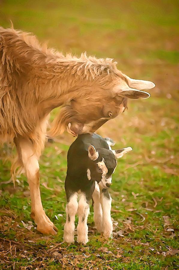A Mothers Love Photograph by Sherri Meyer