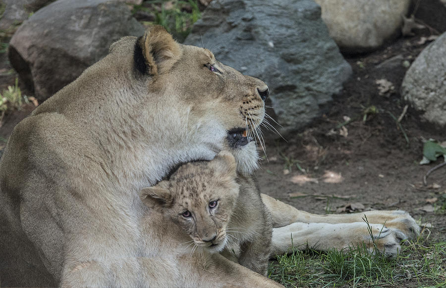 A Mothers Snuggle Photograph by William Bitman