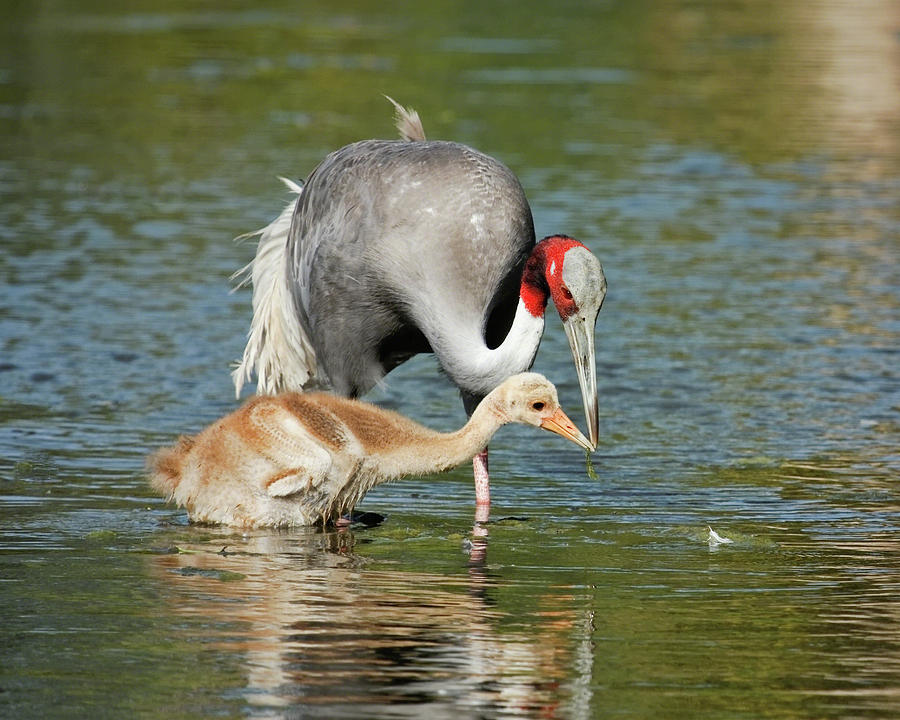 Sarus Crane Teaching the Young Photograph by Dawn Currie