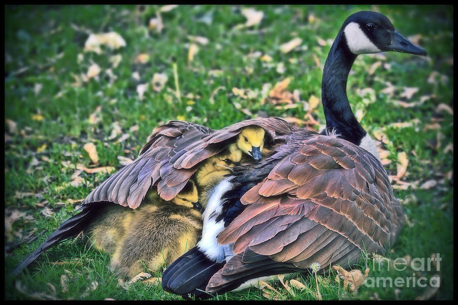 Nature Photograph - A Mothers Warmth by Elizabeth Winter