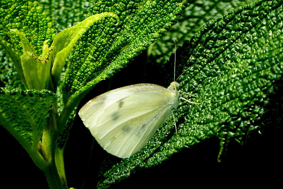 A Moths Green Meadow Photograph by Lori Seaman