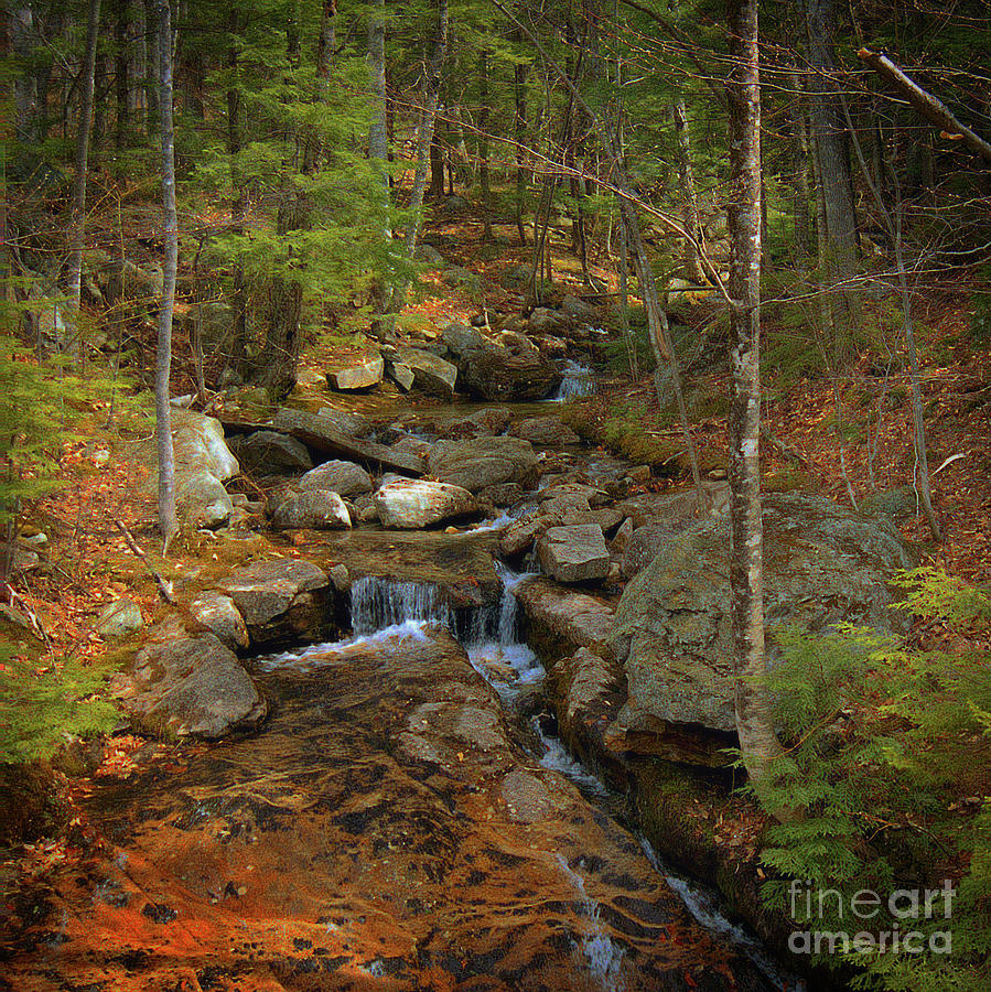 A Mountain Brook  Photograph by Skip Willits