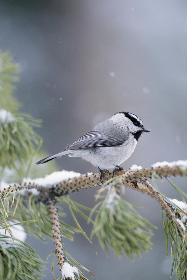 A Mountain Chickadee Parus Gambeli Photograph by Michael S. Quinton