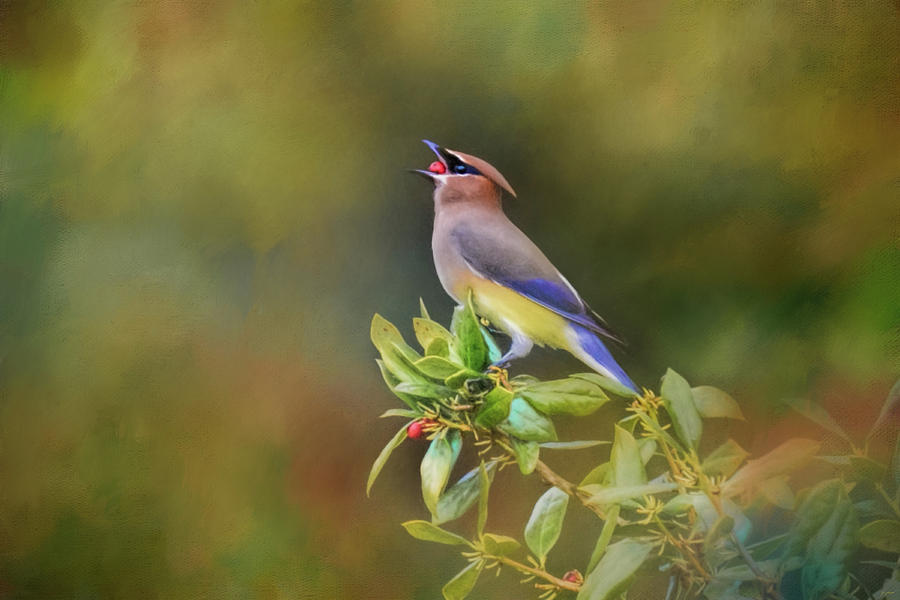 Bird Photograph - A Mouth Full Of Berry Bird Art by Jai Johnson