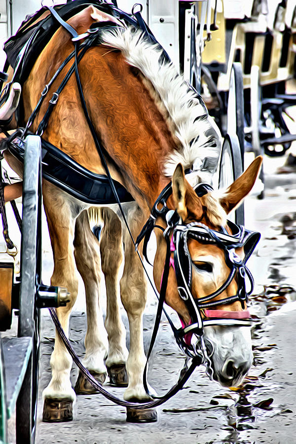 A Mule In New Orleans Photograph by Alice Gipson