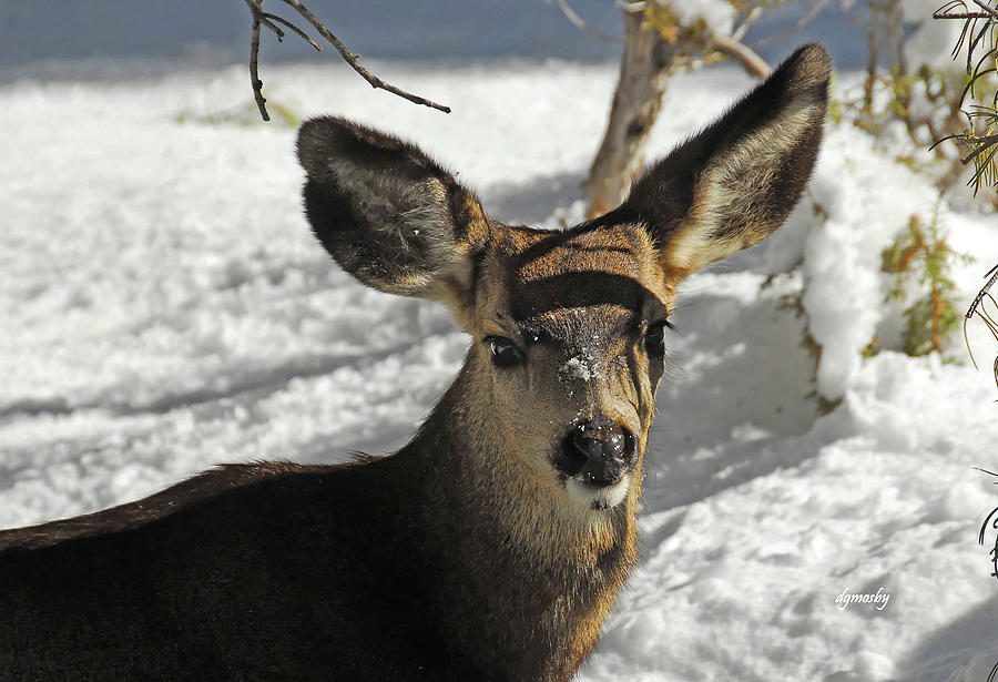 A muley hello 5989 Photograph by David Mosby - Fine Art America