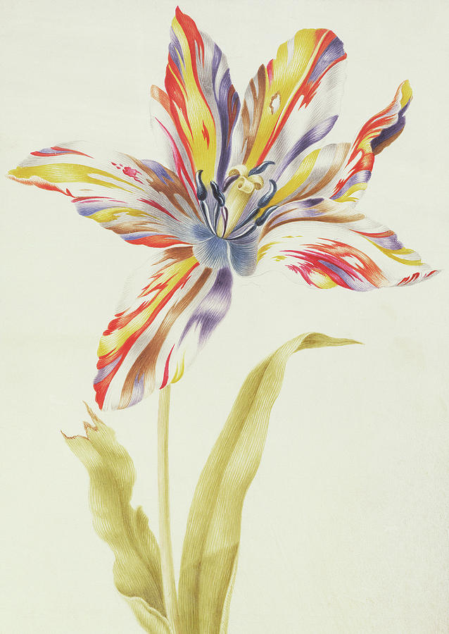 Still Life Painting - A Multicolored Broken Tulip by Nicolas Robert