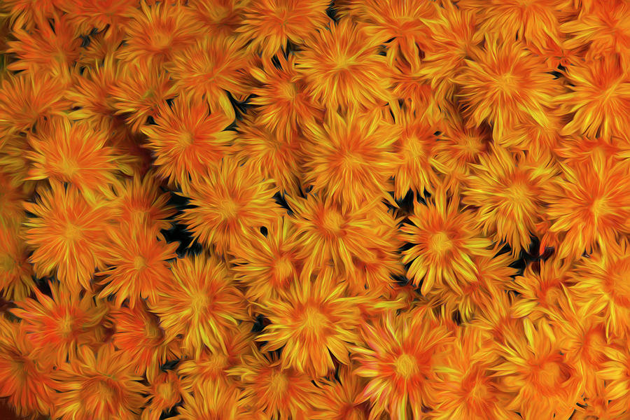 A Multitude of Mums Photograph by Mitch Spence
