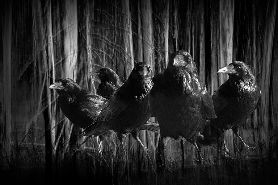 A Murder of Crows among the Forest Trees Photograph by Randall Nyhof