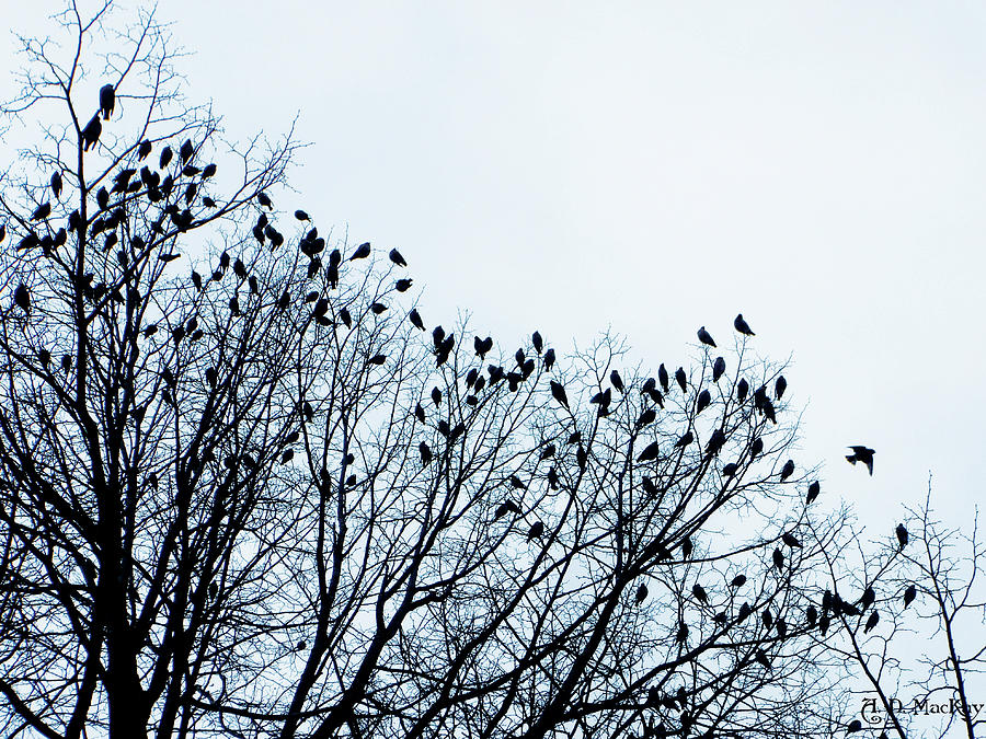 A Murder of Crows Photograph by Celtic Artist Angela Dawn MacKay