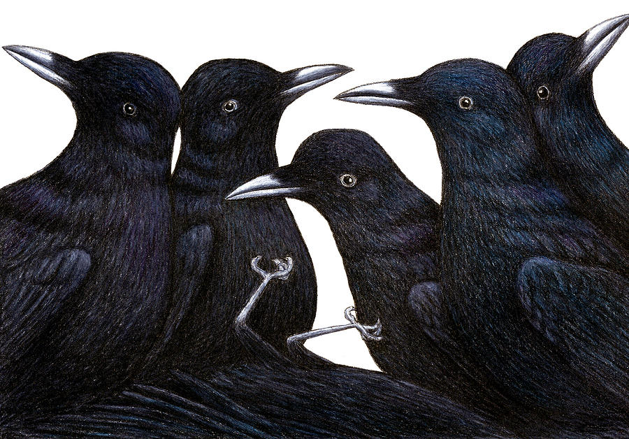 Bird Drawing - A Murder of Crows by Don McMahon