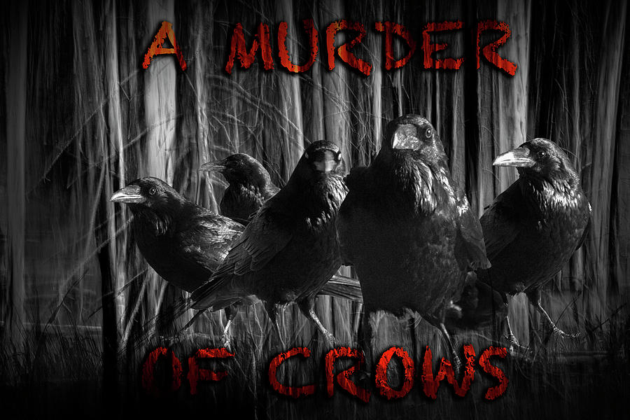 A Murder of Crows Photograph by Randall Nyhof