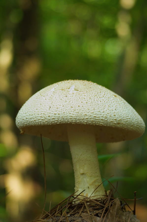 A mushroom Photograph by Henri Irizarri