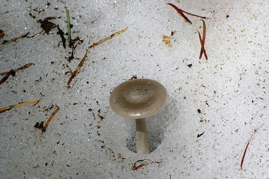 A Mushroom In Snow  Photograph by Jeff Swan