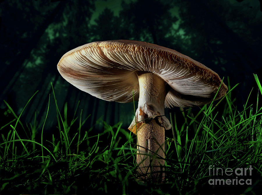 A Mushroom in the Woods Photograph by Mark Miller
