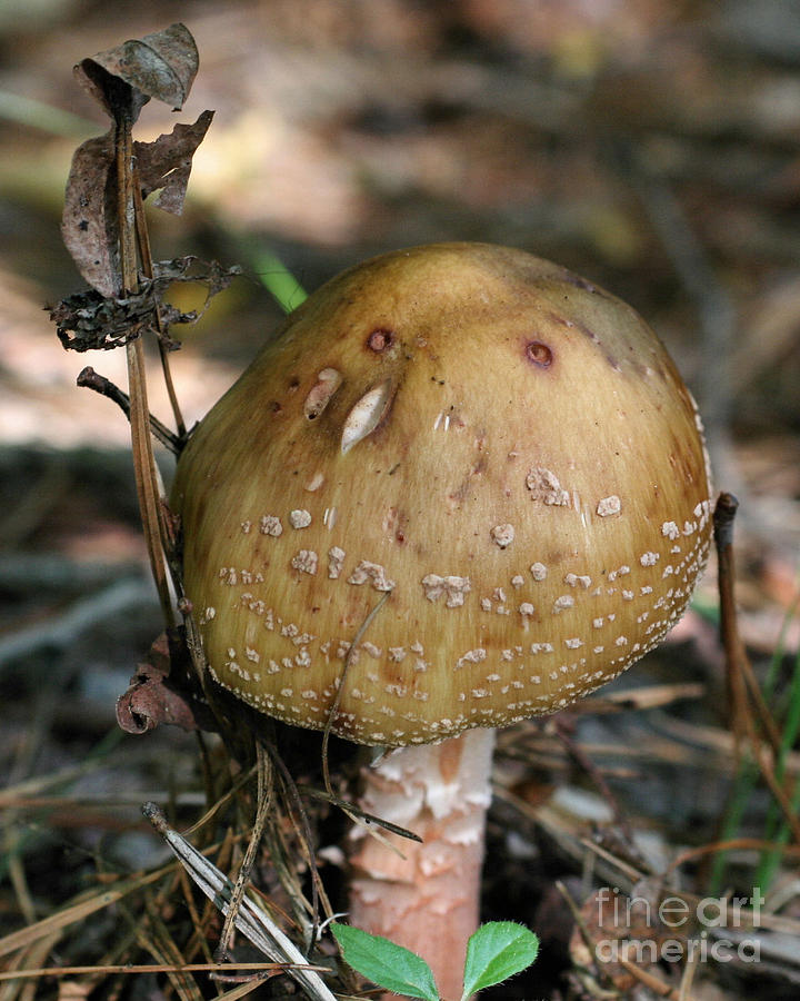 A Mushroom Photograph by Smilin Eyes Treasures